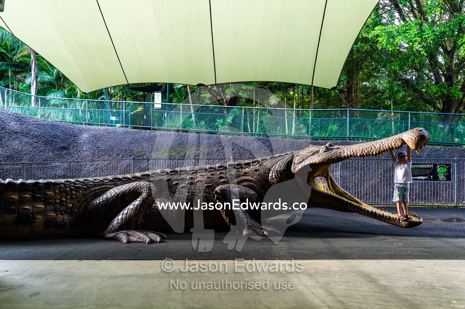 A boy stands in the enormous jaws of a life-size prehistoric Sarcosuchus crocodile sculpture. Australia Zoo, Beerwah, Sunshine Coast, Queensland, Australia.