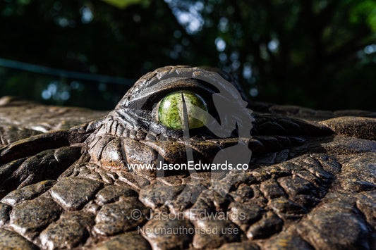 The menacing eye of an enormous life-size prehistoric Sarcosuchus crocodile sculpture. Australia Zoo, Beerwah, Sunshine Coast, Queensland, Australia.