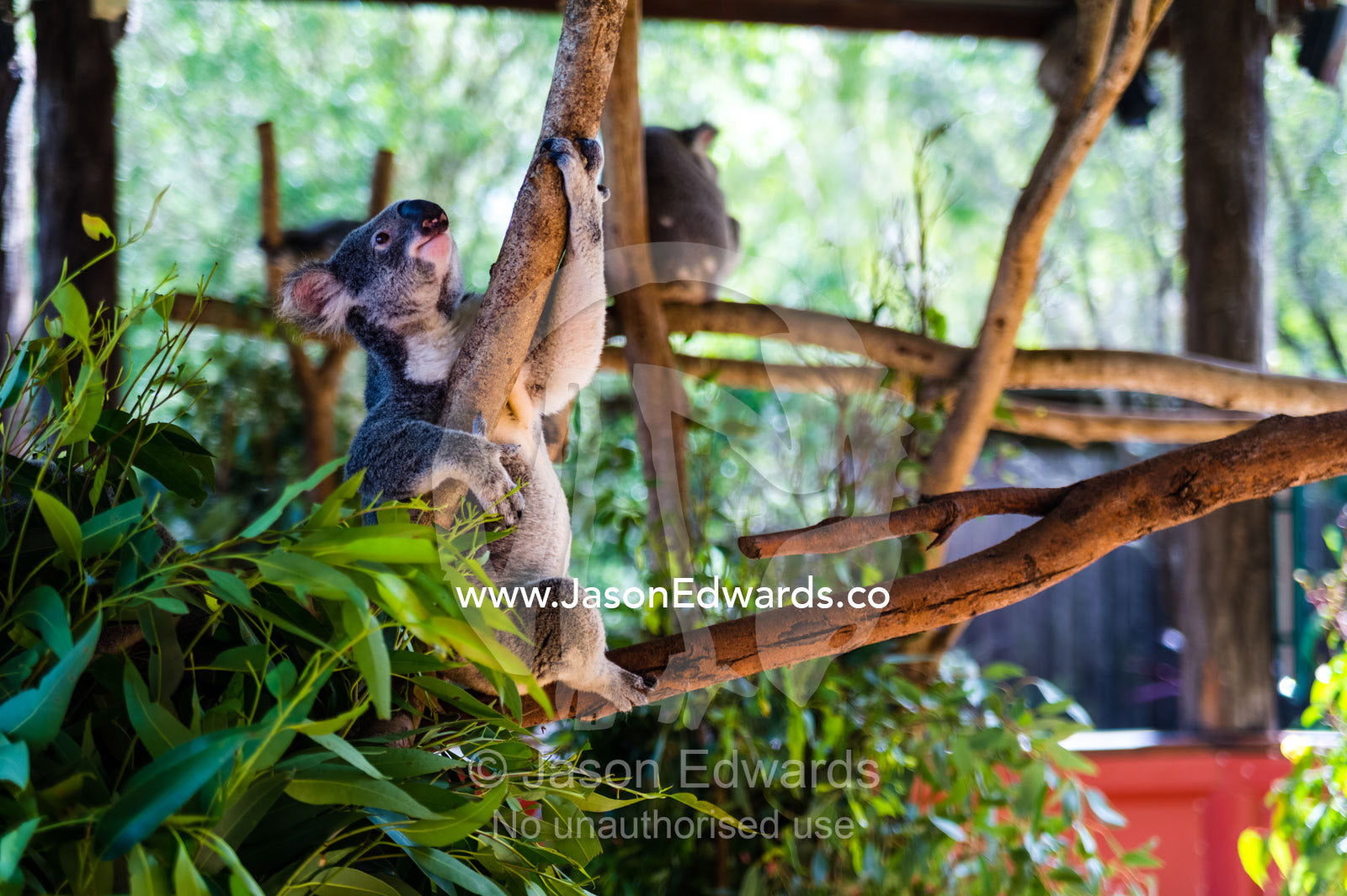 A Koala feeding on eucalyptus leaves in a zoo exhibit. Australia Zoo, Beerwah, Sunshine Coast, Queensland, Australia.