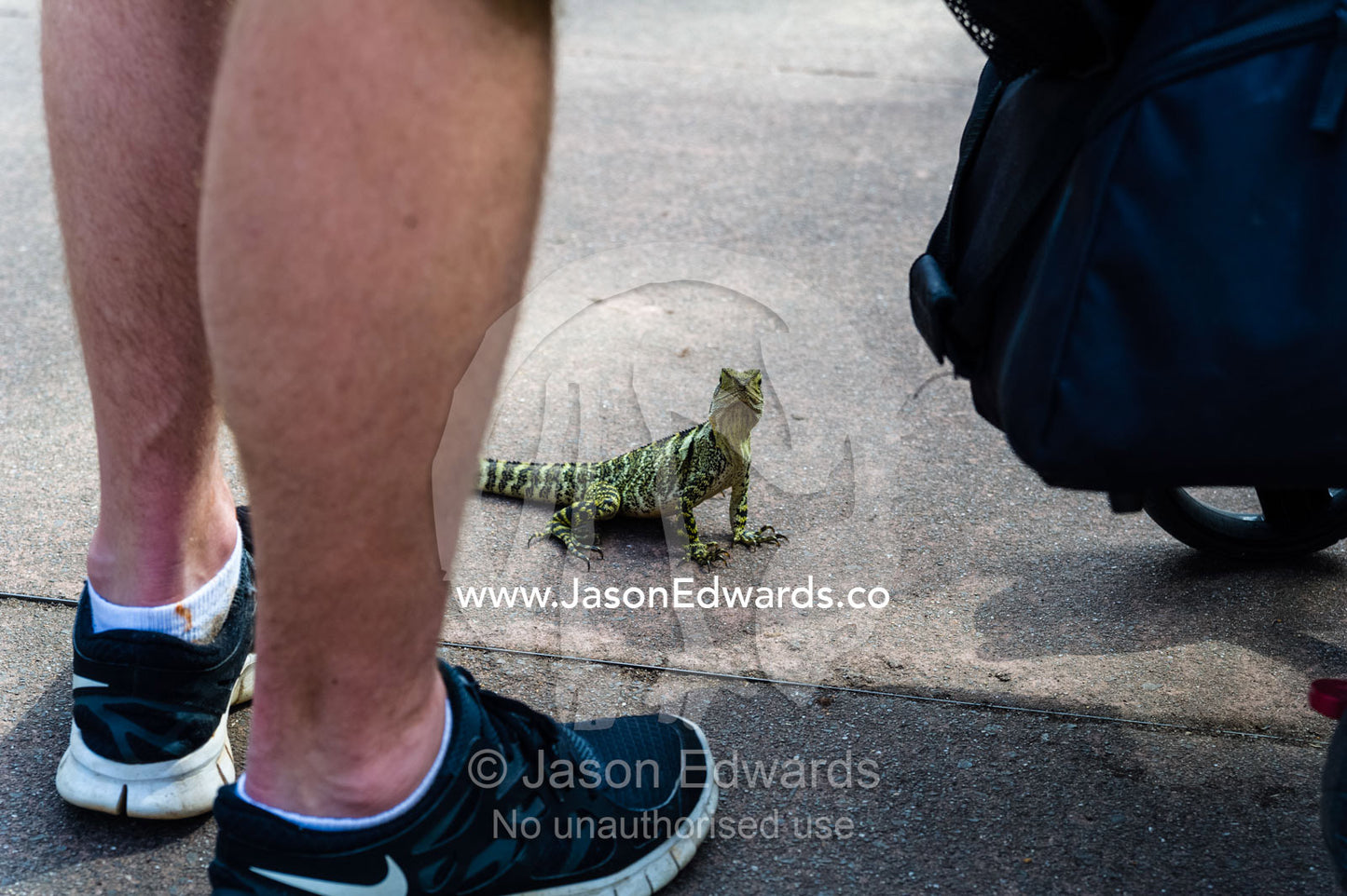 An Eastern Water Dragon hunting for insects around the feet of tourists in a zoo. Australia Zoo, Beerwah, Sunshine Coast, Queensland, Australia.