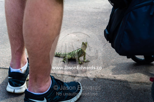 An Eastern Water Dragon hunting for insects around the feet of tourists in a zoo. Australia Zoo, Beerwah, Sunshine Coast, Queensland, Australia.