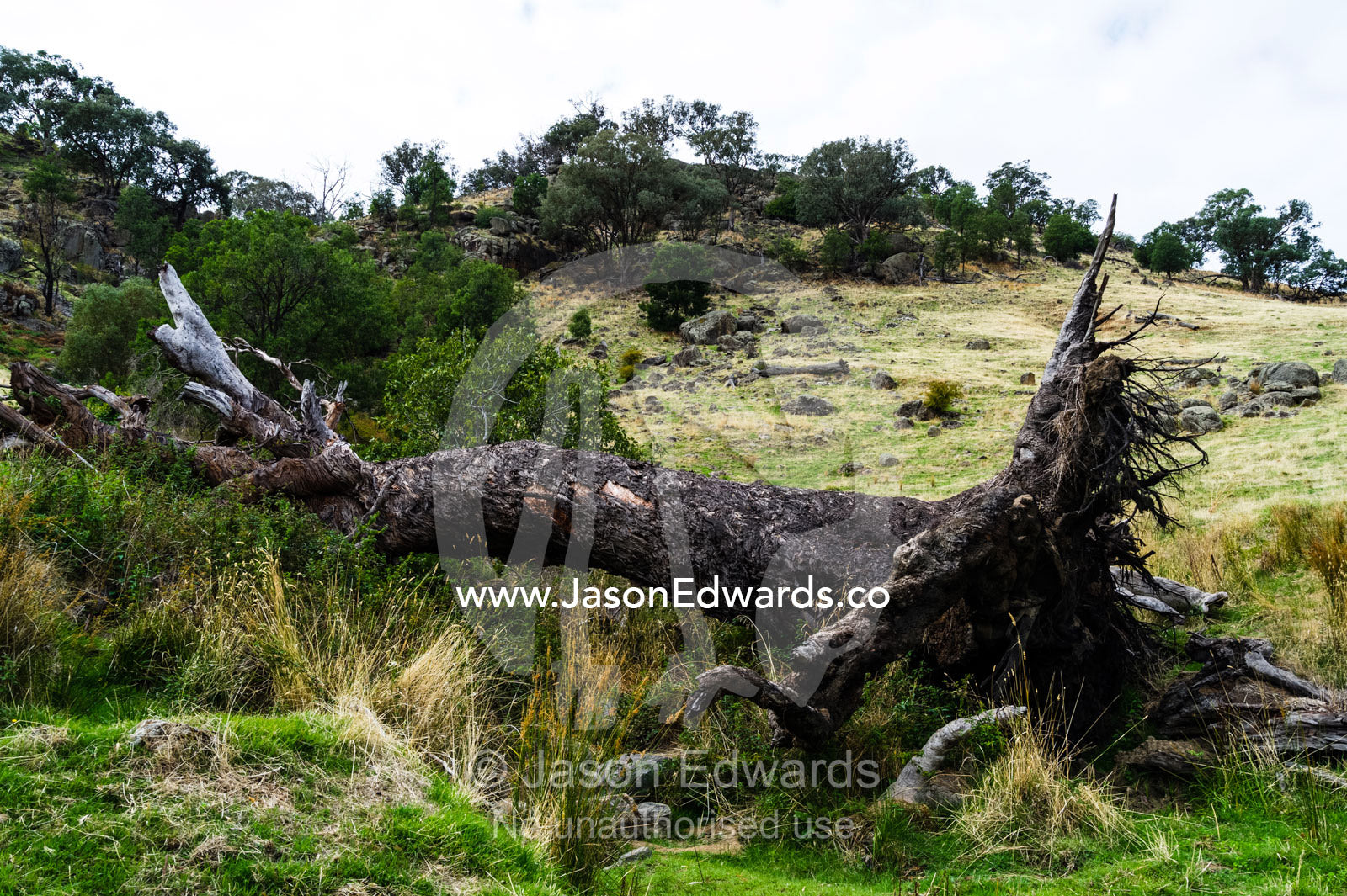 A fallen dead River Red Gum tree in a farm paddock. Euroa, Strathbogie, Victoria, Australia.
