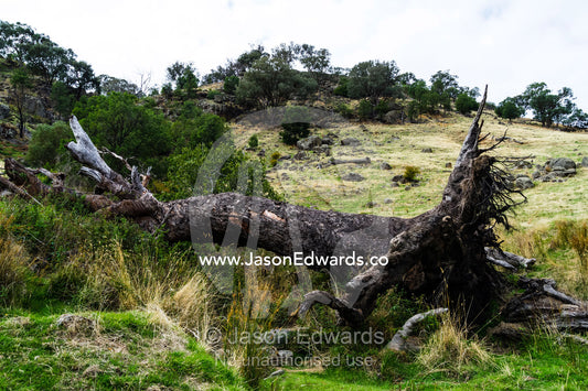 A fallen dead River Red Gum tree in a farm paddock. Euroa, Strathbogie, Victoria, Australia.