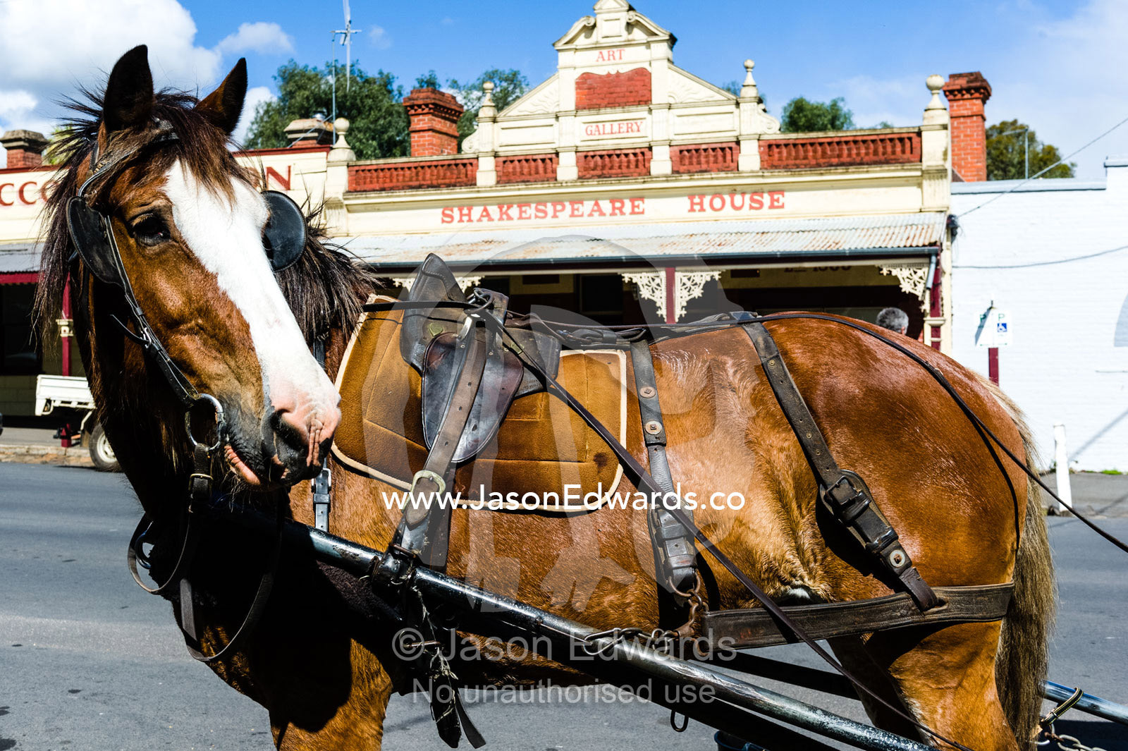 A Clydesdale horse waiting to pull a coach in a country town. Maldon, Shire of Mount Alexander, Victoria, Australia.