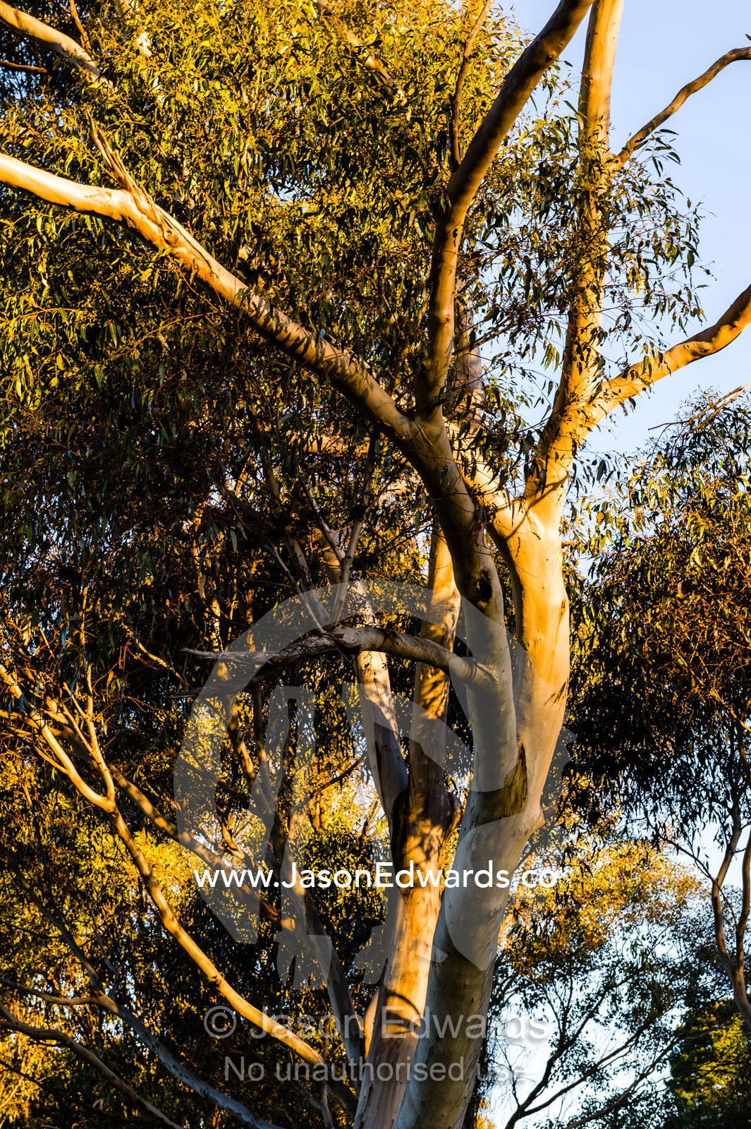 Sunset illuminates the branches and canopy leaves of a Spotted Gum. Castlemaine, Victoria, Australia.