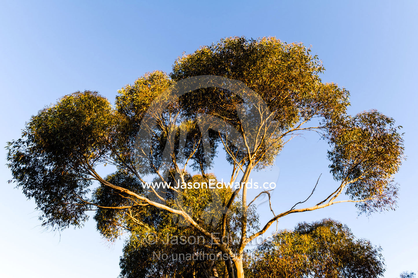 Sunset illuminates the branches and canopy leaves of a Spotted Gum. Castlemaine, Victoria, Australia.