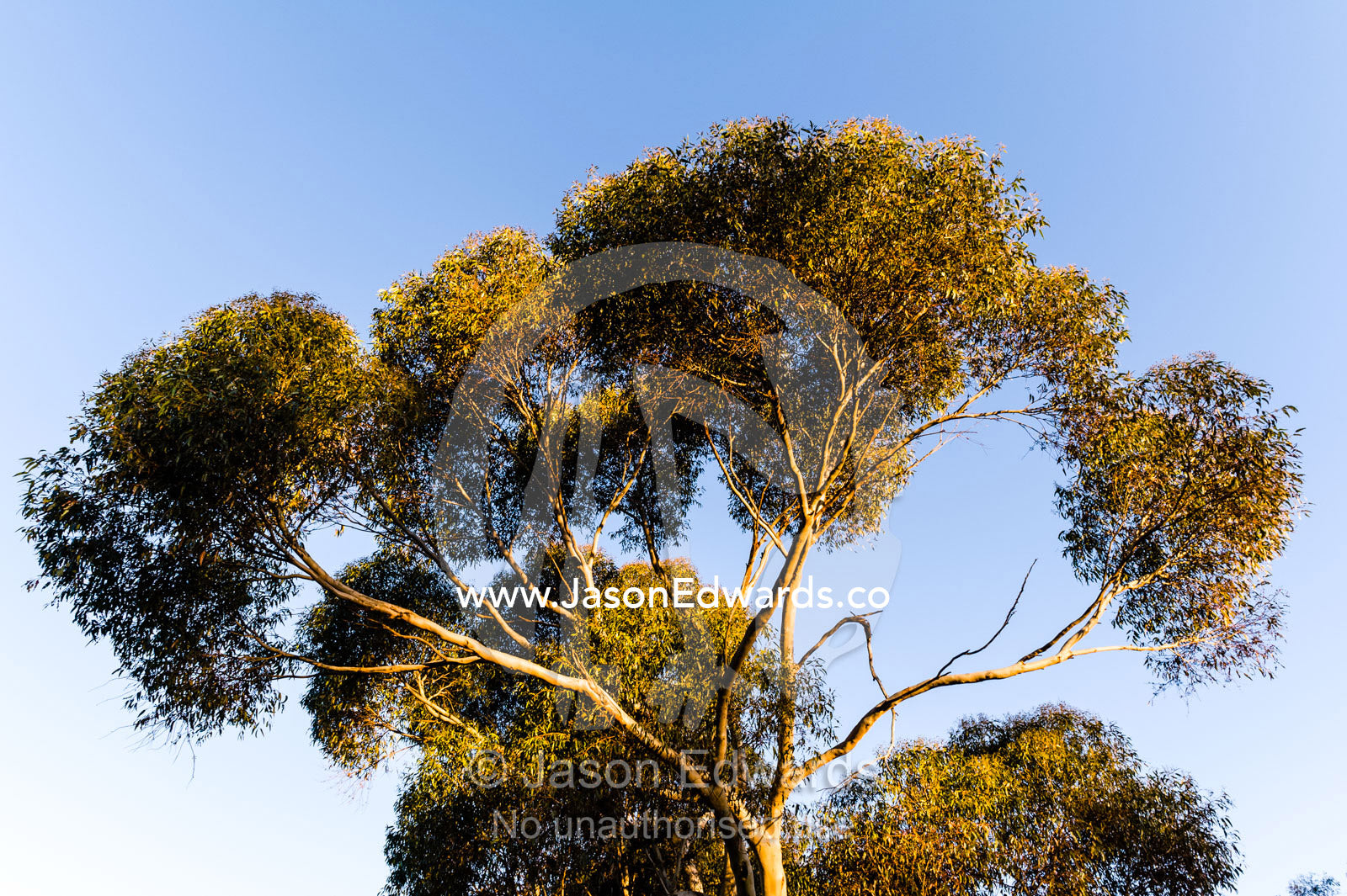 Sunset illuminates the branches and canopy leaves of a Spotted Gum. Castlemaine, Victoria, Australia.