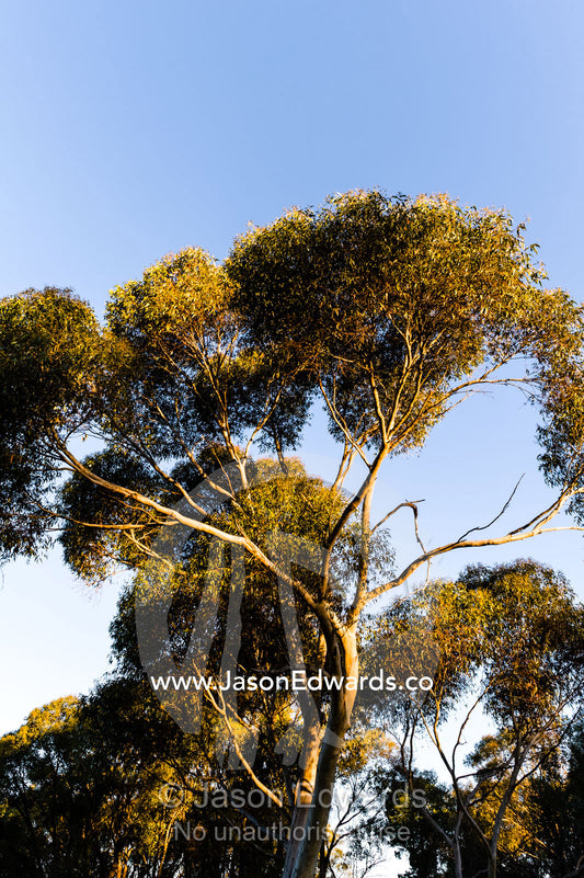 Sunset illuminates the branches and canopy leaves of a Spotted Gum. Castlemaine, Victoria, Australia.