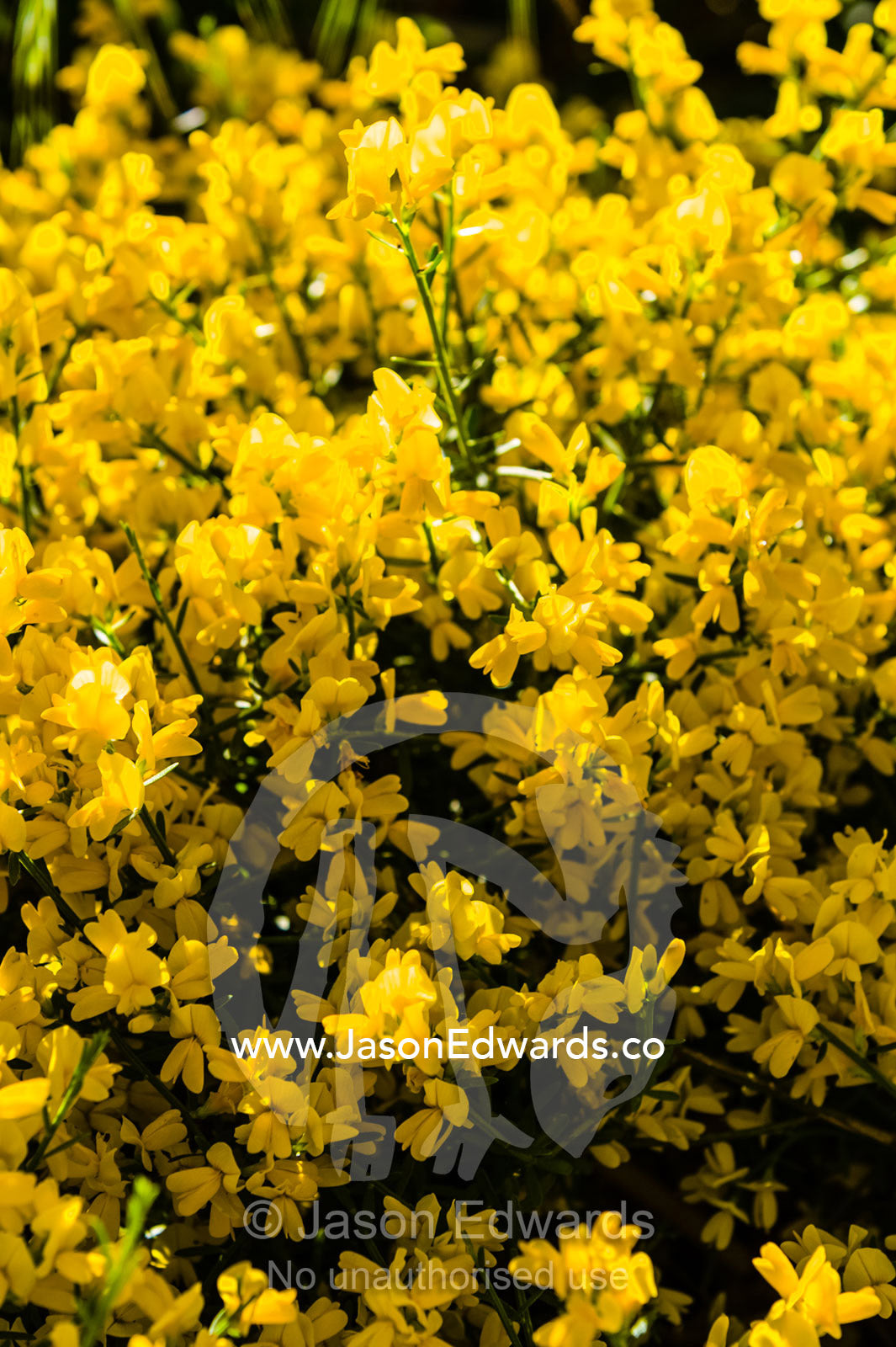 A cluster of yellow petals on a Yellow Broom shrub in a cottage garden. Castlemaine, Victoria, Australia.
