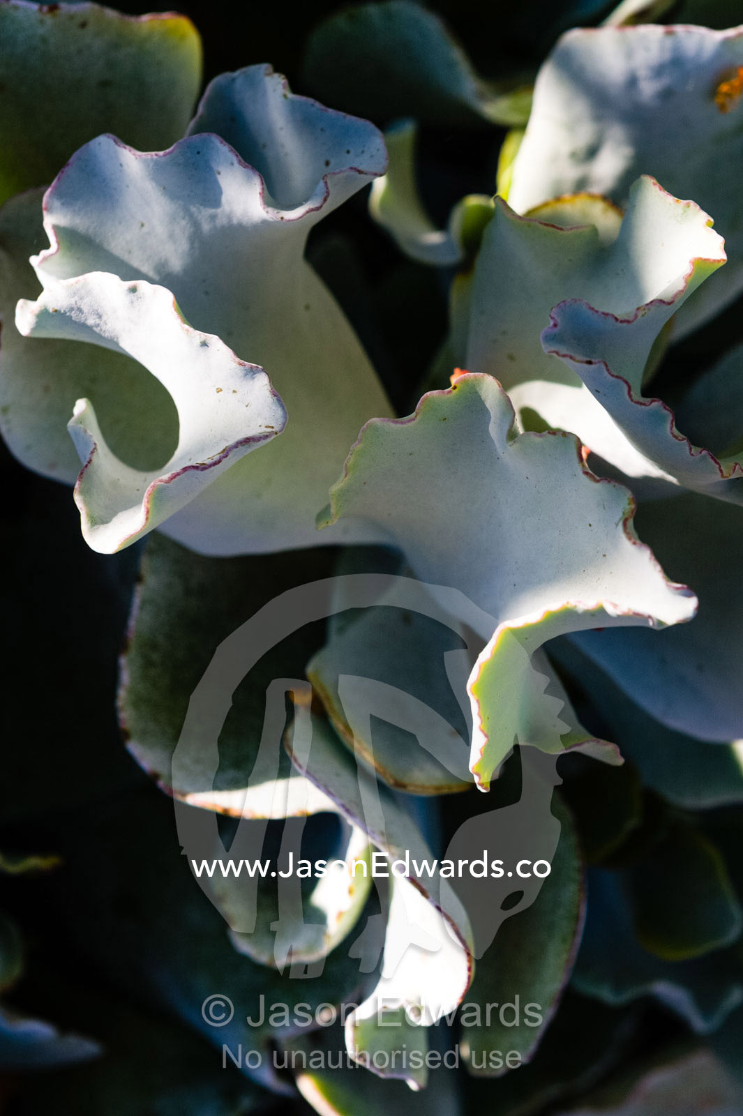 The grey curling, waxy leaves of a Cotyledon a succulent plant in a cottage garden. Castlemaine, Victoria, Australia.