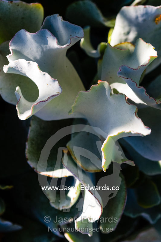 The grey curling, waxy leaves of a Cotyledon a succulent plant in a cottage garden. Castlemaine, Victoria, Australia.