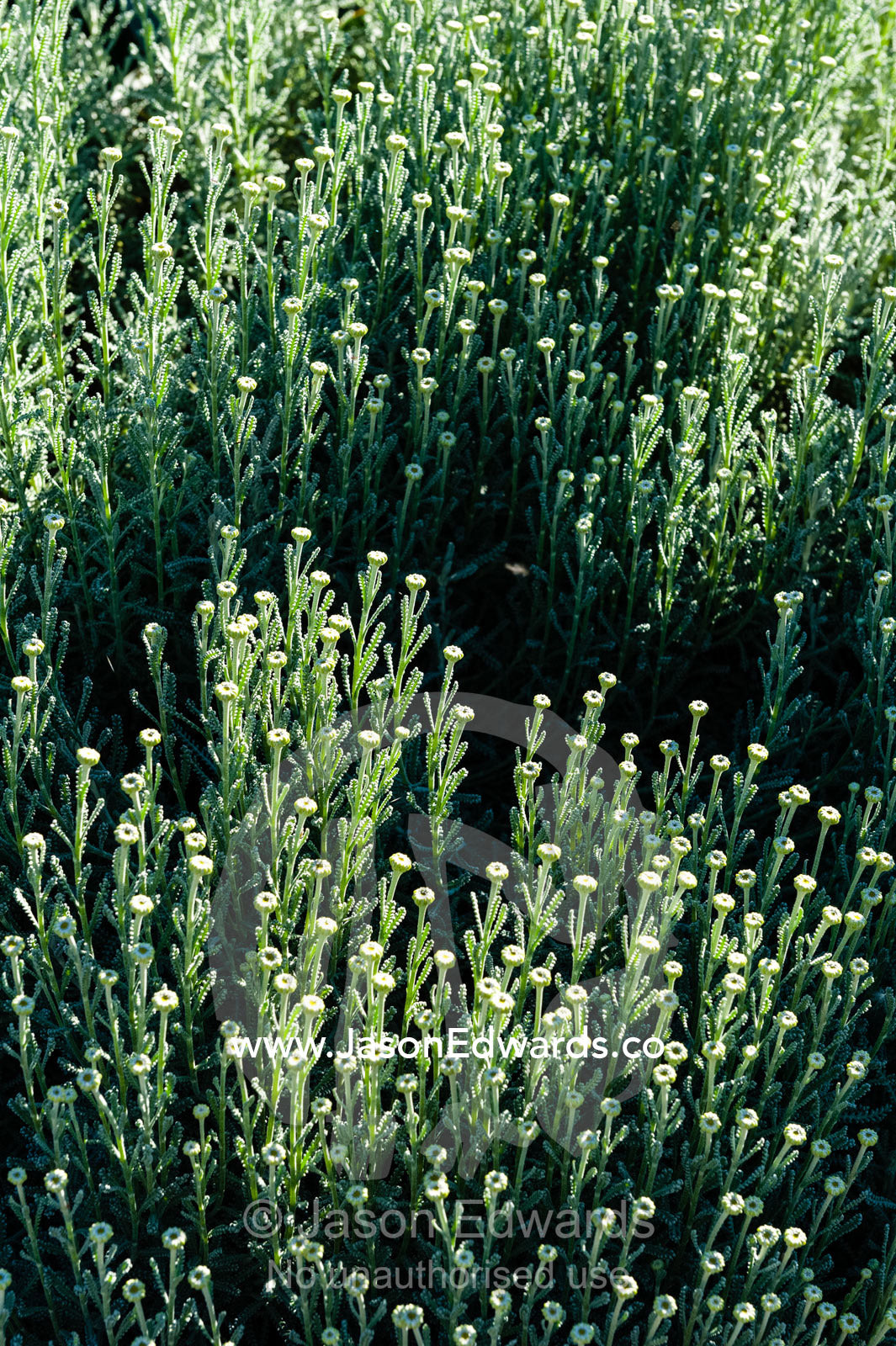 A carpet of flower buds waiting to open on a Santolina shrub  in a cottage garden. Castlemaine, Victoria, Australia.