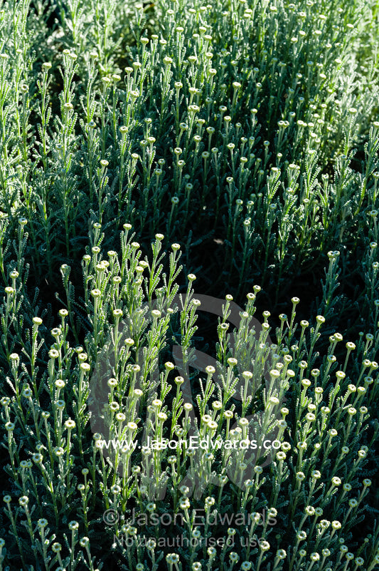 A carpet of flower buds waiting to open on a Santolina shrub  in a cottage garden. Castlemaine, Victoria, Australia.