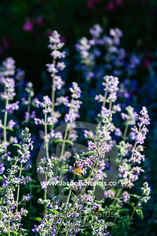 A bee searches for nectar on purple Catmint flowers in a cottage garden. Castlemaine, Victoria, Australia.