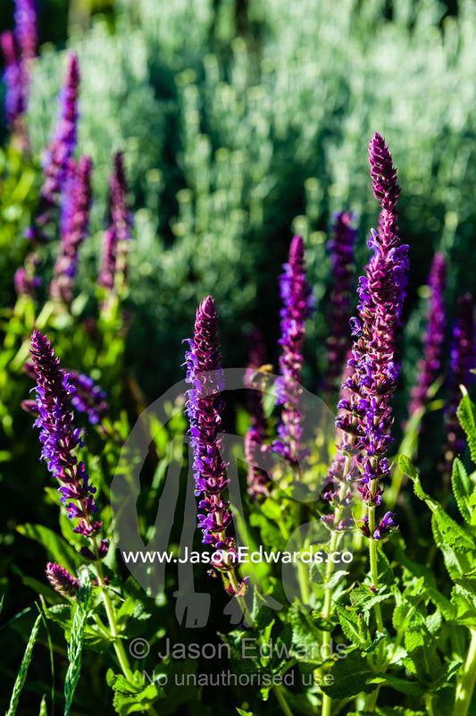 The rich purple flowers of a Salvia plant in a cottage garden. Castlemaine, Victoria, Australia.