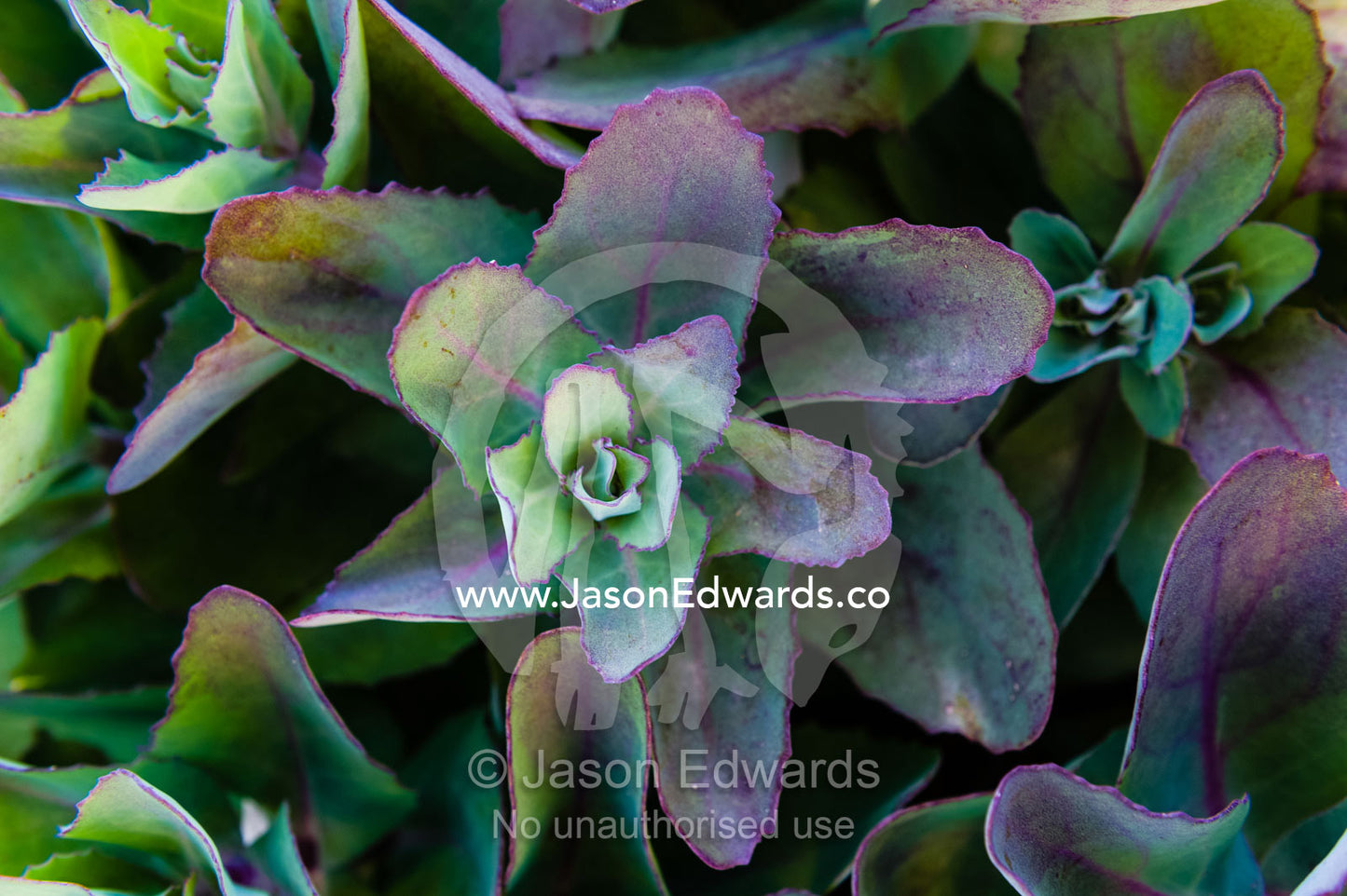 Spreading green and purple leaves radiate from a Sedum plant in a cottage garden. Castlemaine, Victoria, Australia.