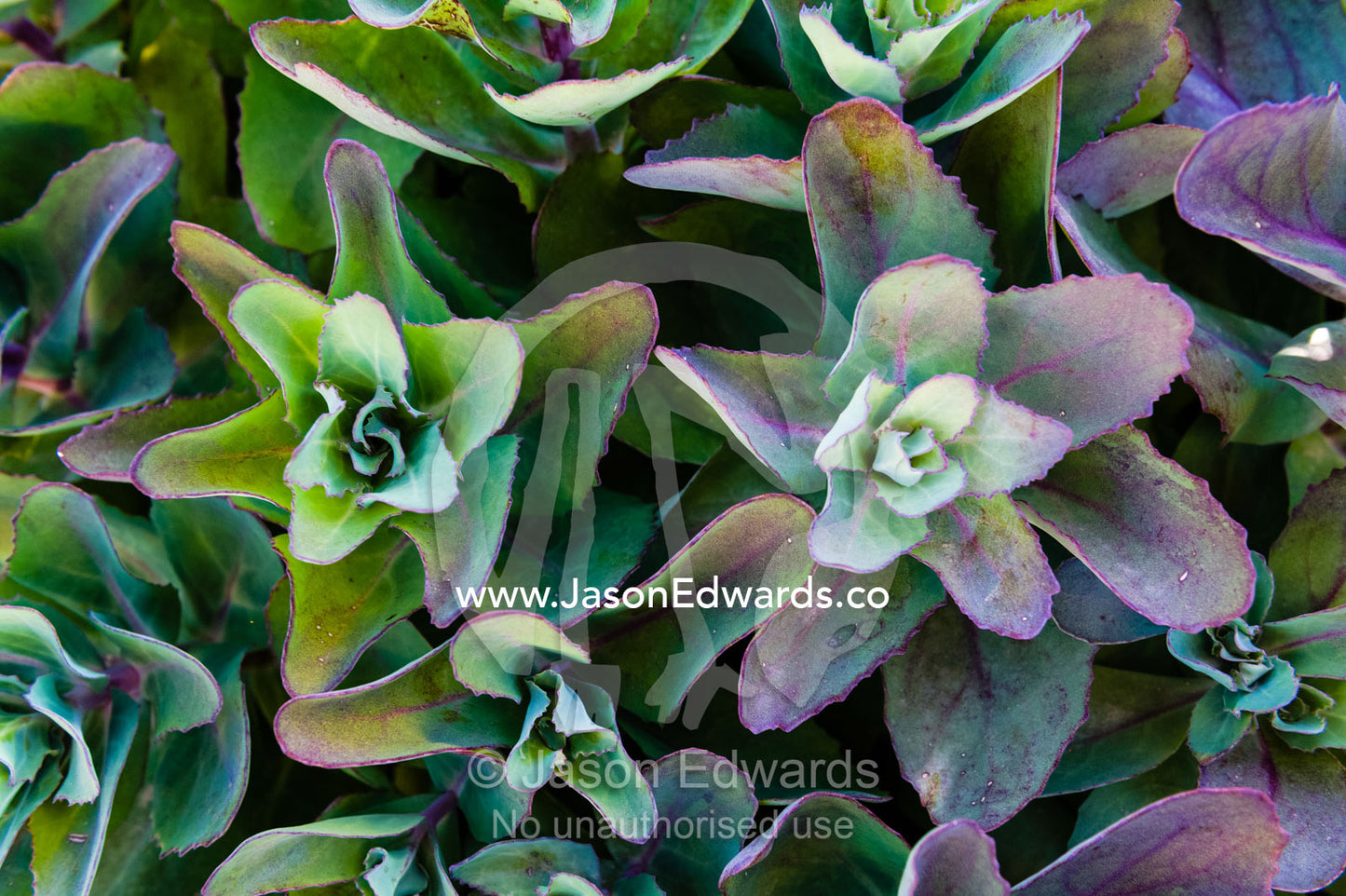 Spreading green and purple leaves radiate from a Sedum plant in a cottage garden. Castlemaine, Victoria, Australia.