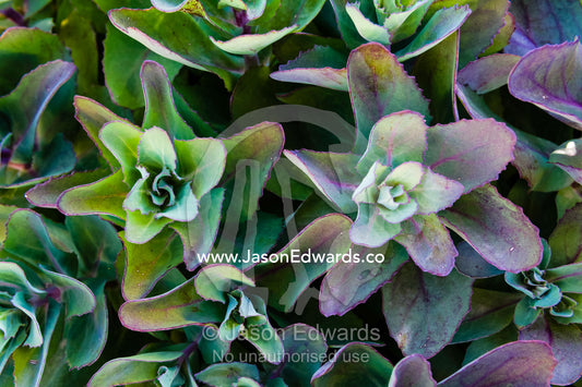 Spreading green and purple leaves radiate from a Sedum plant in a cottage garden. Castlemaine, Victoria, Australia.