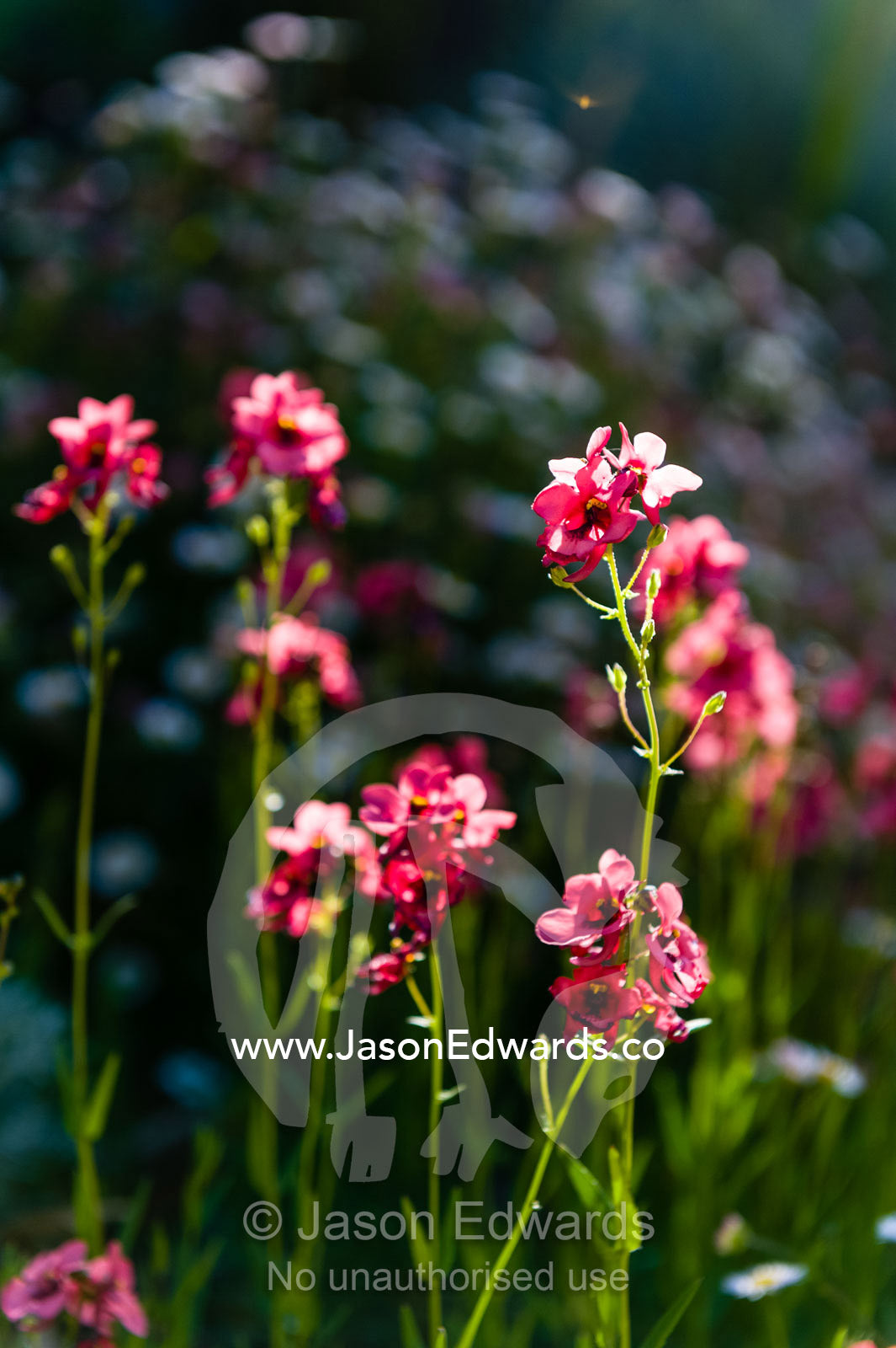 Dark pink Diascia flowers backlit in a cottage garden. Castlemaine, Victoria, Australia.