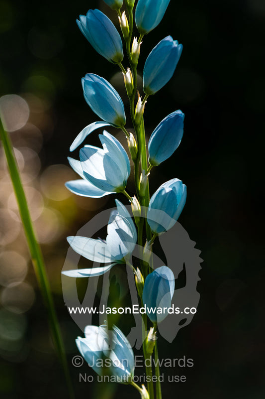 Delicate blue petals of a Corn Lily, Ixia, flower in a cottage garden. Castlemaine, Victoria, Australia.