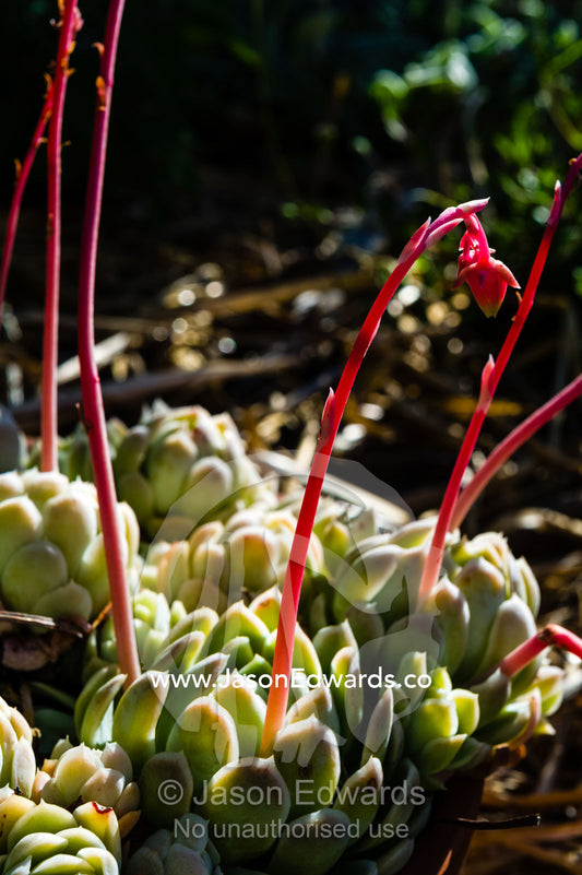 Red and yellow flower petals on the stalk of a Cotyledon a succulent plant in a cottage garden. Castlemaine, Victoria, Australia.