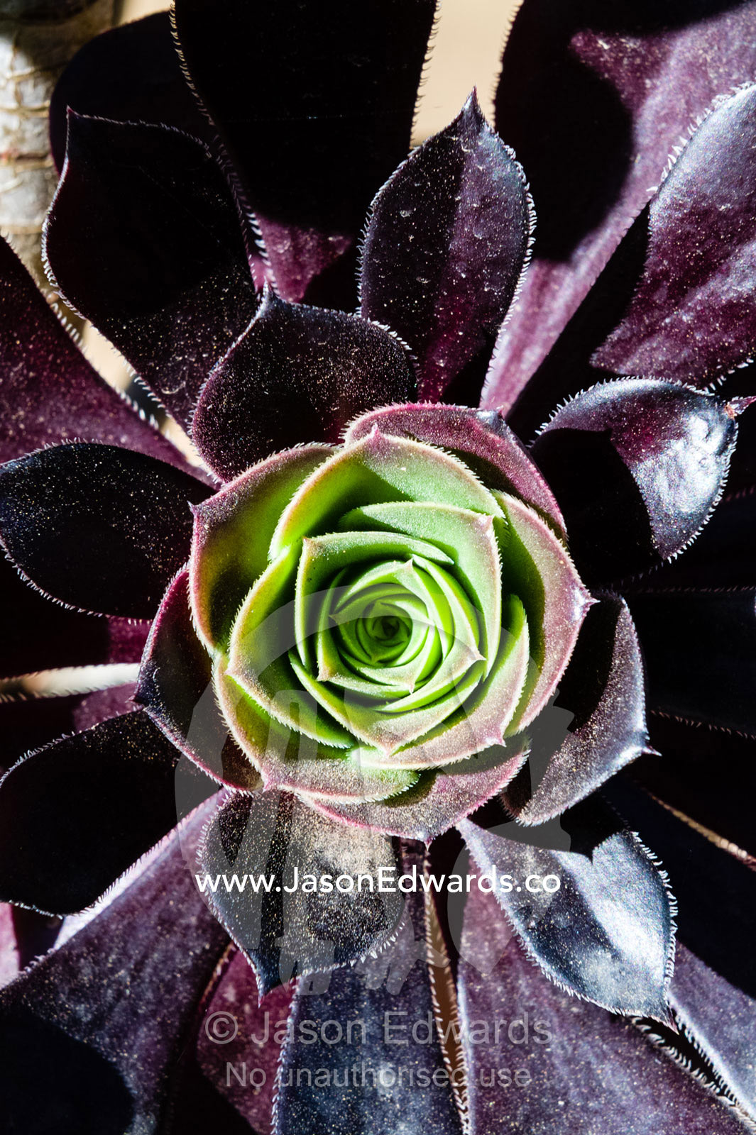 The leathery fleshy leaves of a succulent plant in a cottage garden. Castlemaine, Victoria, Australia.