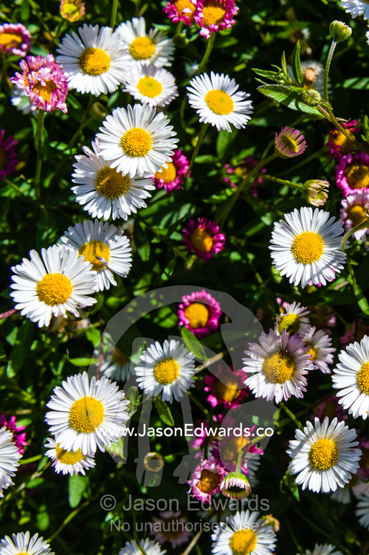 A colony of white and pink Seaside Daisy flowers in a cottage garden. Castlemaine, Victoria, Australia.