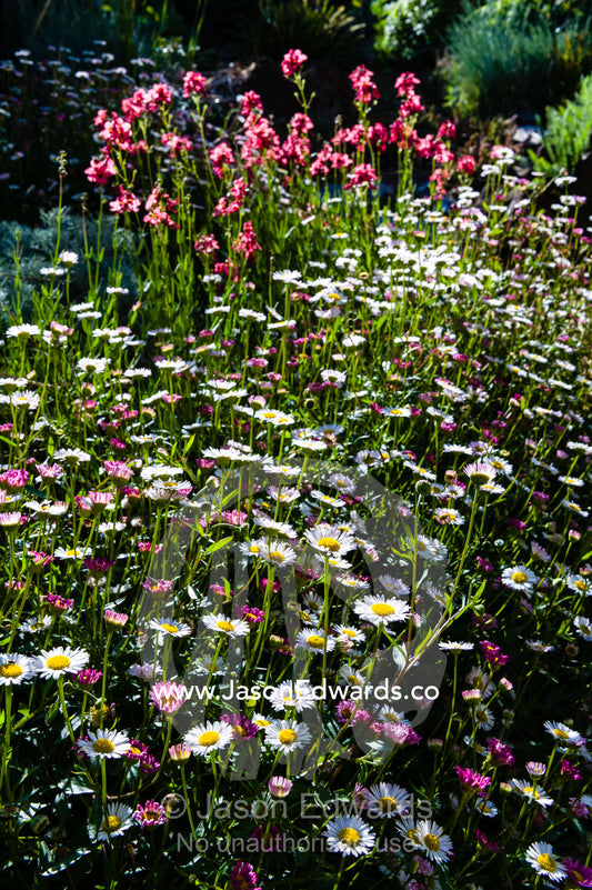 A colony of white and pink Seaside Daisy's and Diascia flowers in a cottage garden. Castlemaine, Victoria, Australia.