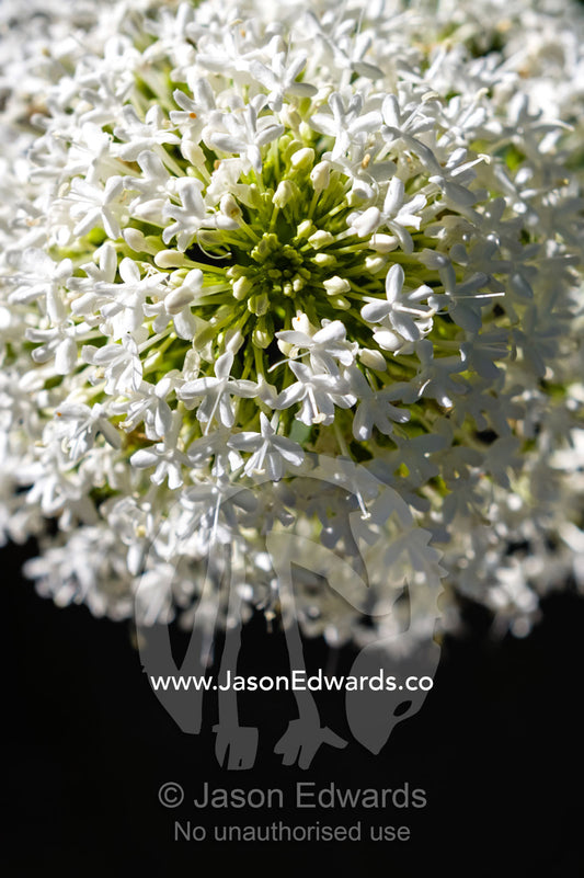 The delicate white petals of a Valerian flower in a cottage garden. Castlemaine, Victoria, Australia.