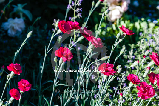 Burgundy Dianthus flowers reach toward the sun in a cottage garden. Castlemaine, Victoria, Australia.