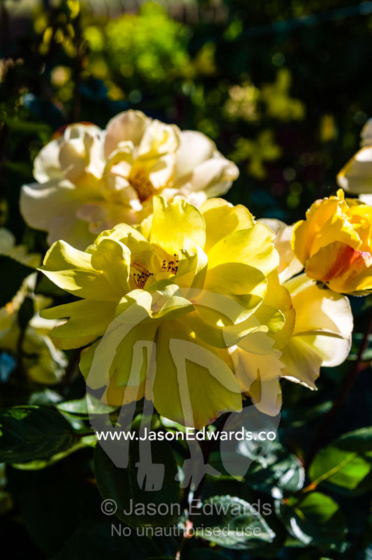 The backlit petals of a yellow rose in a cottage garden. Castlemaine, Victoria, Australia.