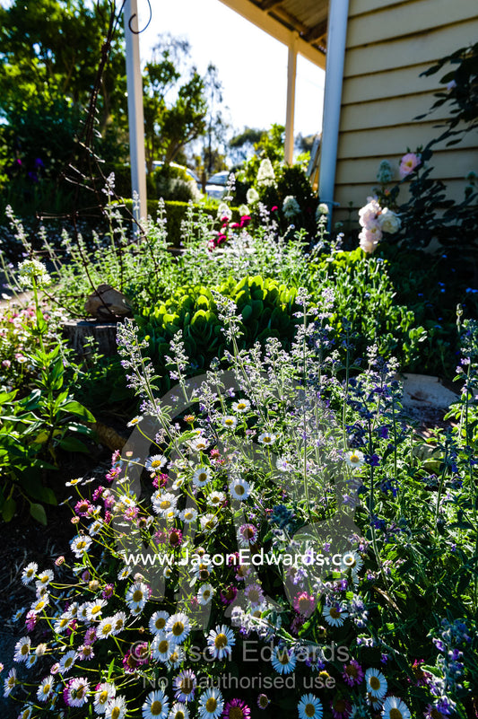 A colony of white and pink Seaside Daisy's and Catmint flowers in a cottage garden. Castlemaine, Victoria, Australia.