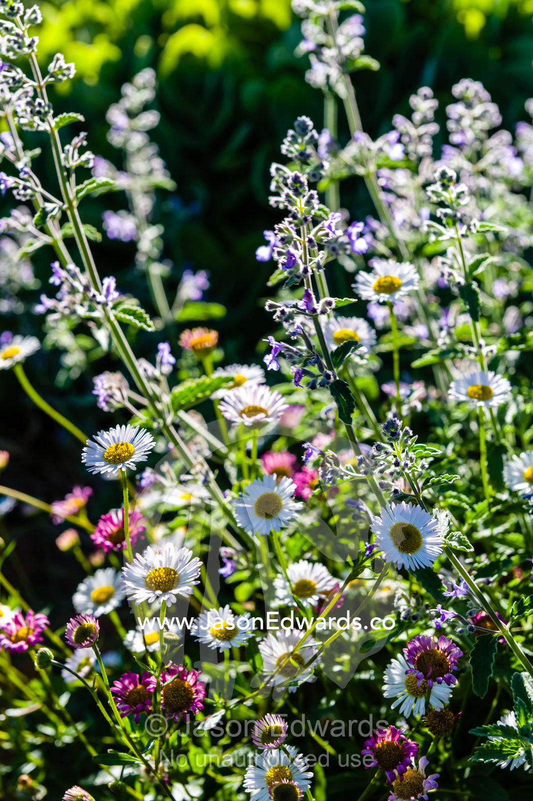 A colony of white and pink Seaside Daisy's and Catmint flowers in a cottage garden. Castlemaine, Victoria, Australia.