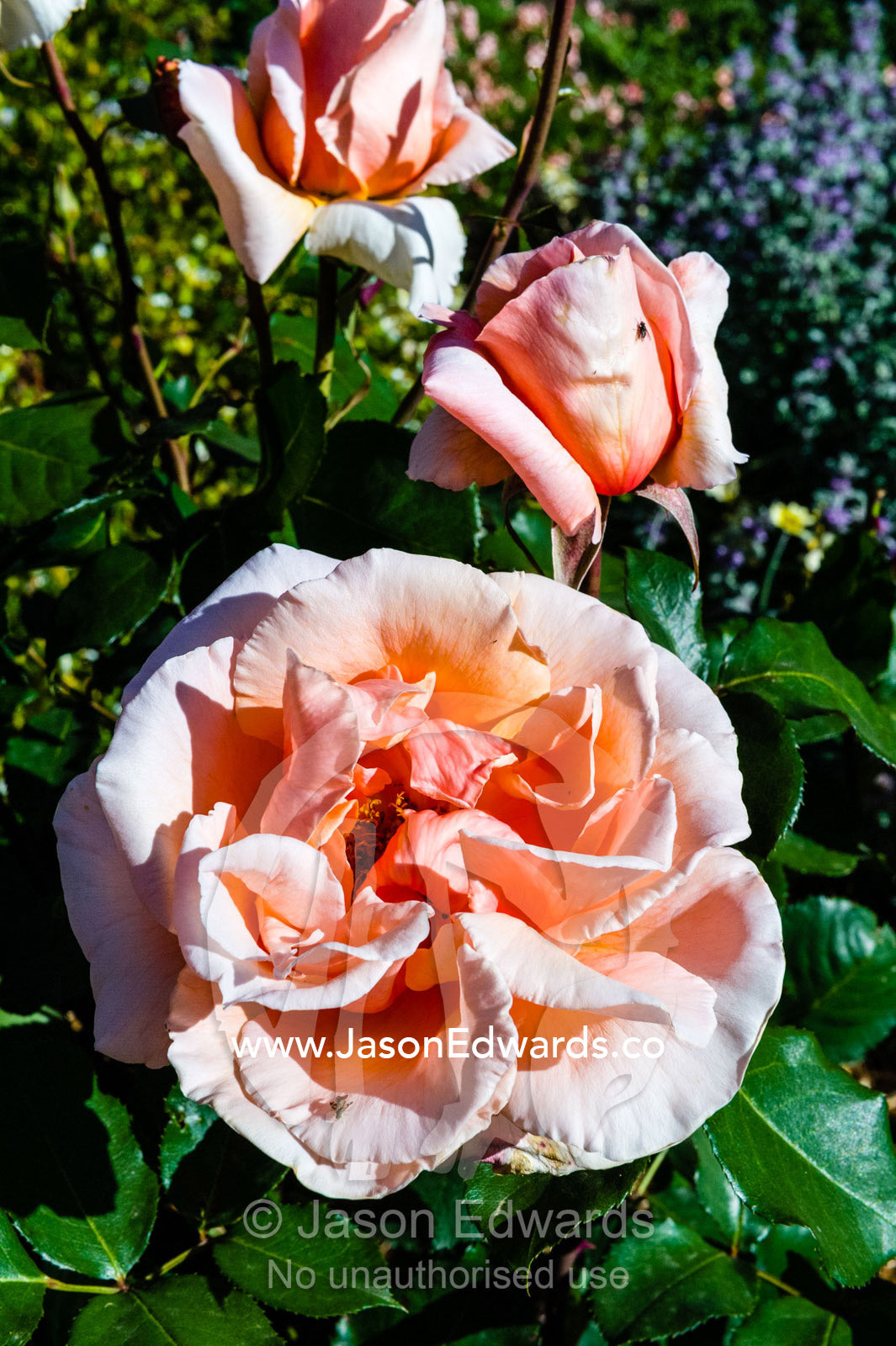 The large decorative coppery orange frilled petals of a Just Joey Rose in a cottage garden. Castlemaine, Victoria, Australia.