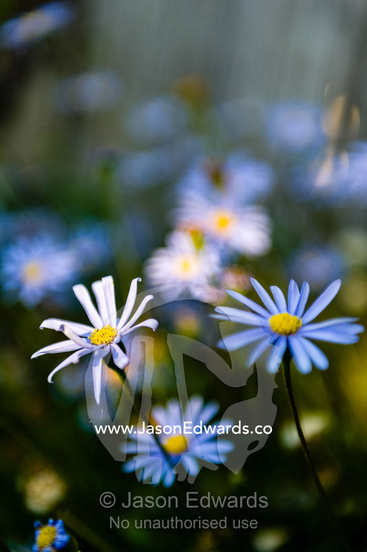 The delicate petals of a field of blue daisy's catching the afternoon sun in a cottage garden. Castlemaine, Victoria, Australia.