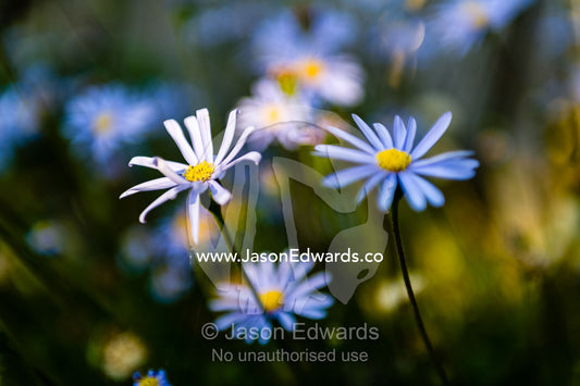 The delicate petals of a field of blue daisy's catching the afternoon sun in a cottage garden. Castlemaine, Victoria, Australia.