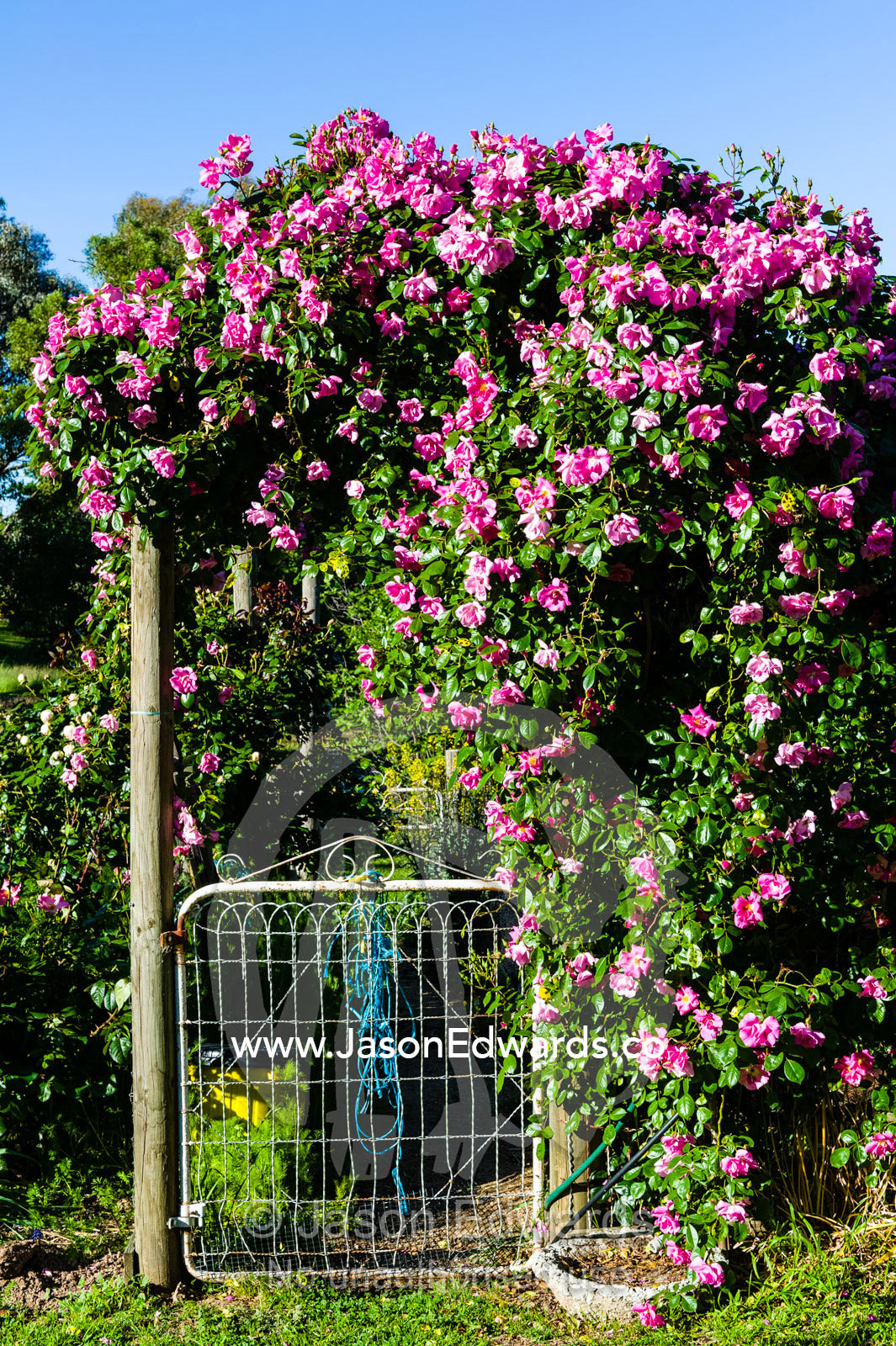 A Rosa climbing Pinkie Rose hanging over a country gate to a vegetable garden. Castlemaine, Victoria, Australia.