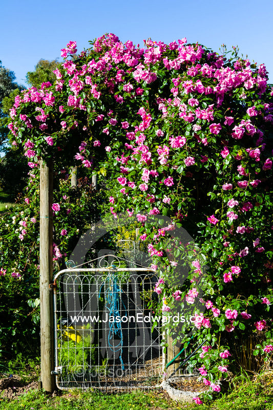 A Rosa climbing Pinkie Rose hanging over a country gate to a vegetable garden. Castlemaine, Victoria, Australia.