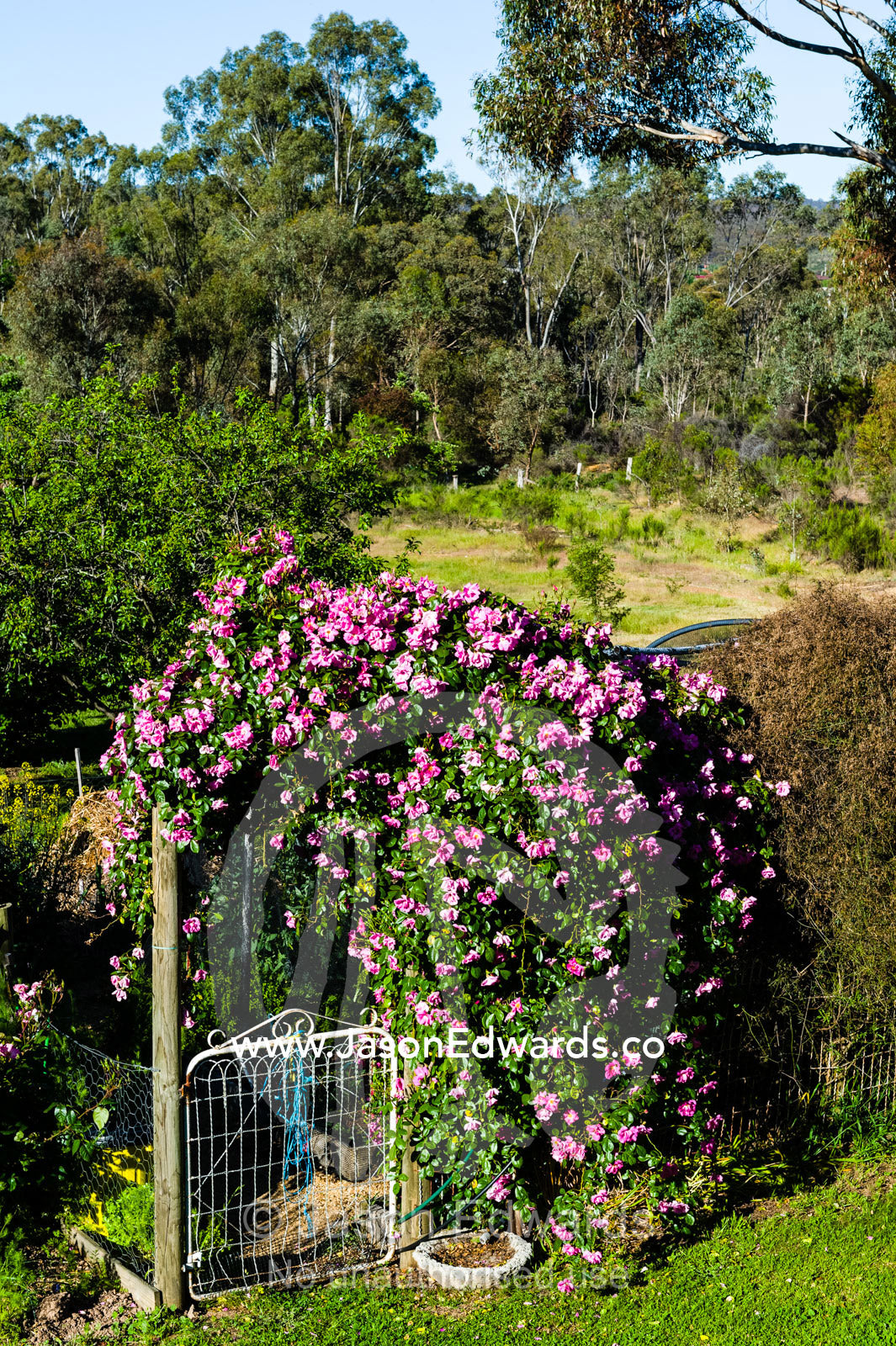 A Rosa climbing Pinkie Rose hanging over a country gate to a vegetable garden. Castlemaine, Victoria, Australia.