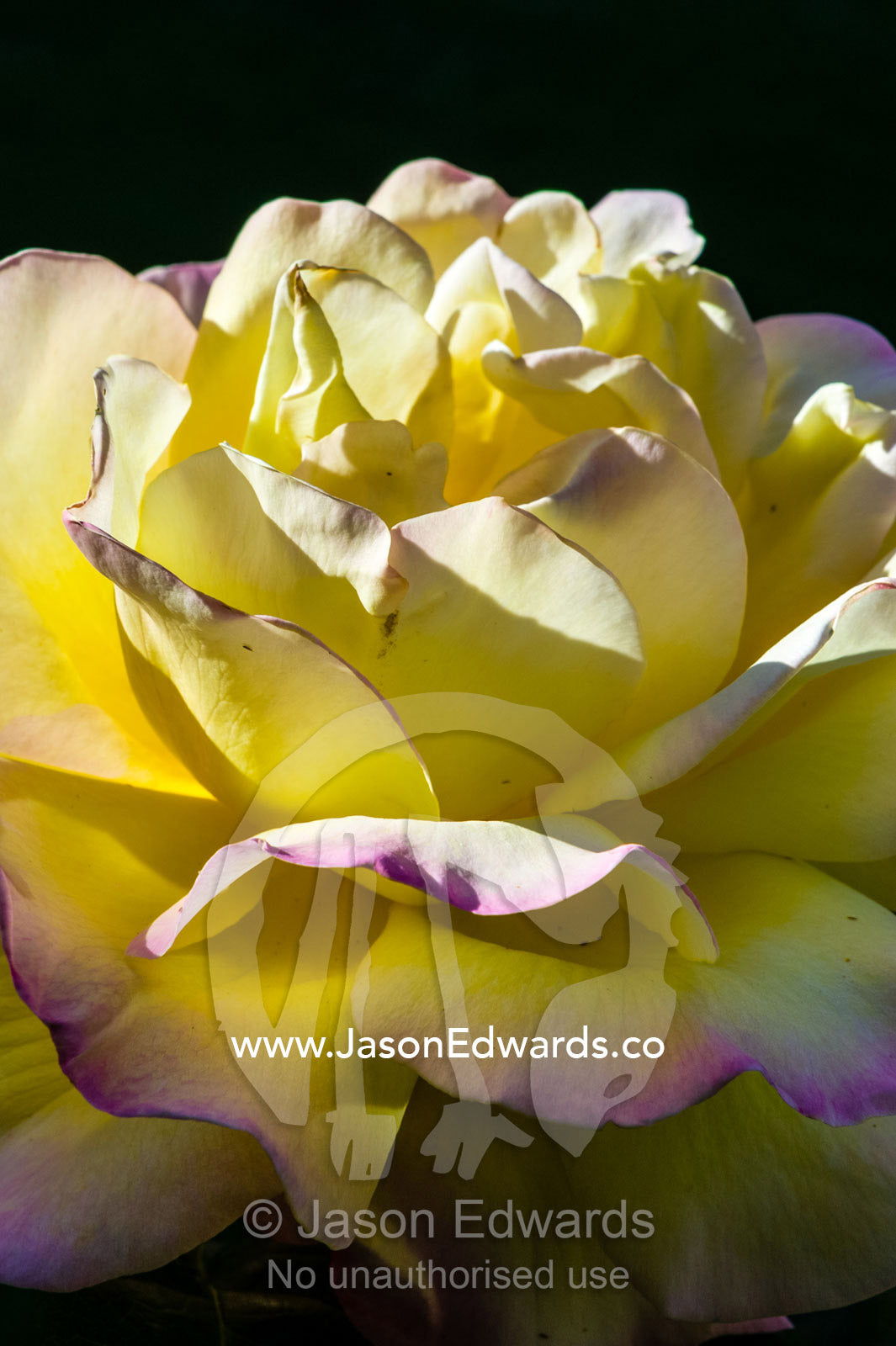 Delicate backlit lemon and pink petals of a Peace Rose emerge from the shadows in a cottage garden. Castlemaine, Victoria, Australia.