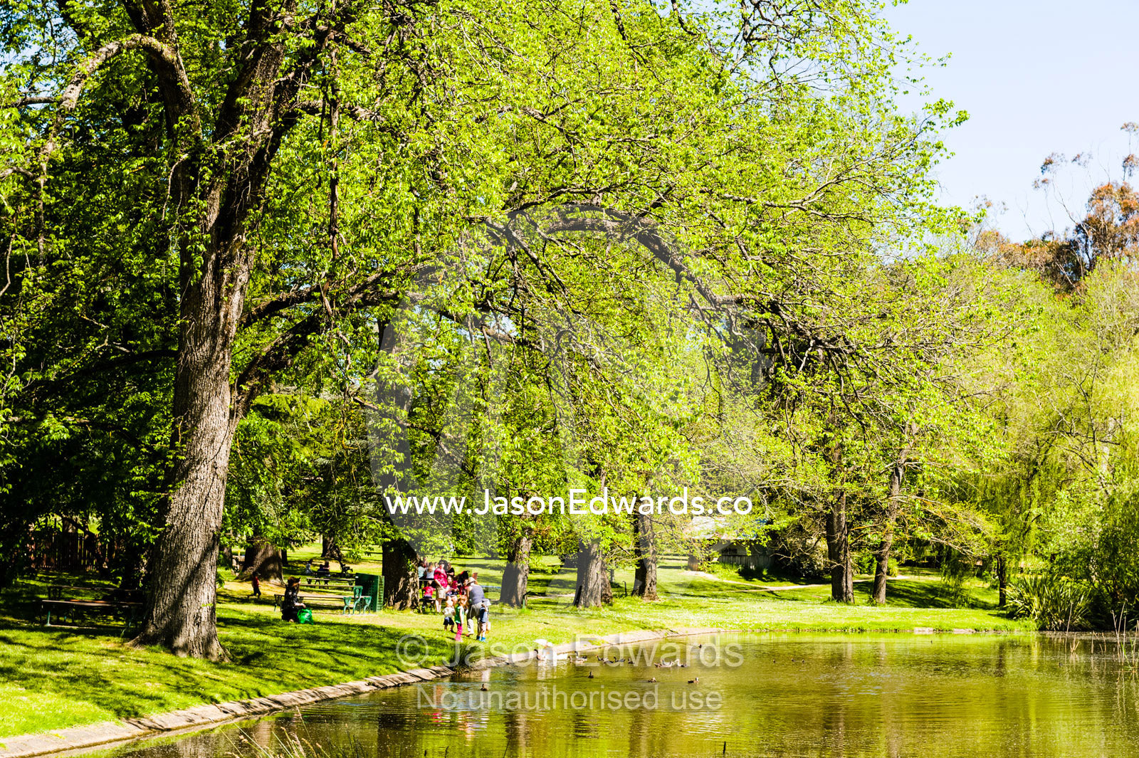 Visitors feed ducks in a pond in an ornamental garden. Malmsbury, Victoria, Australia.