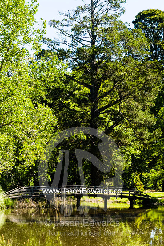 A foot bridge and lush lawns and trees reflected in a pond in an ornamental garden. Malmsbury, Victoria, Australia.