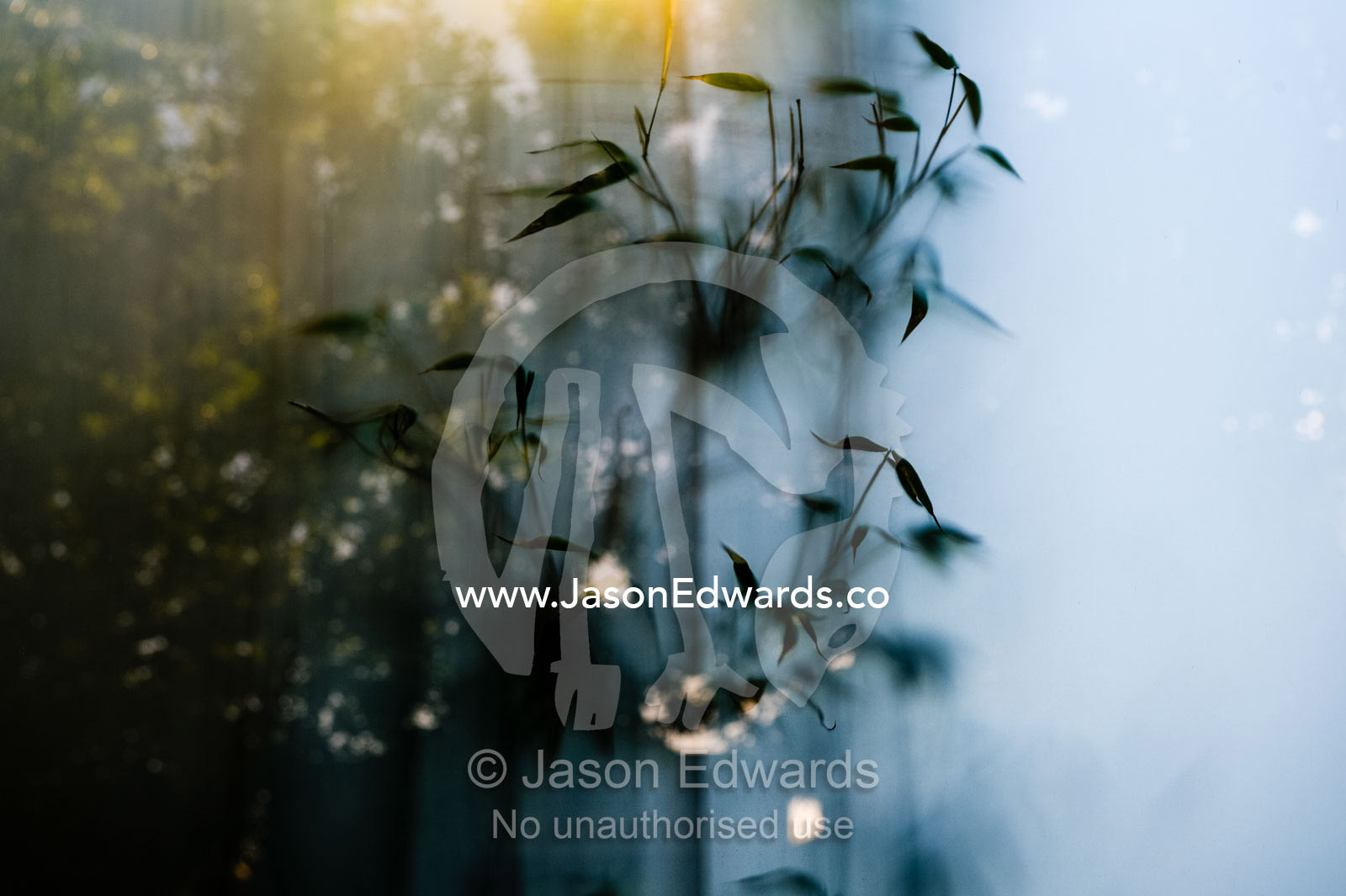 Bamboo leaves press against the surface of opaque glass in a garden wall. Carlton North, Melbourne, Victoria, Australia