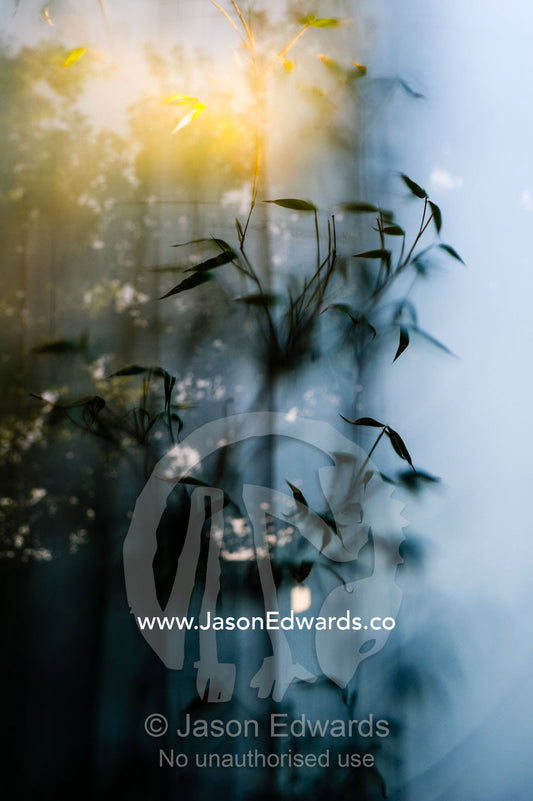 Bamboo leaves press against the surface of opaque glass in a garden wall. Carlton North, Melbourne, Victoria, Australia.