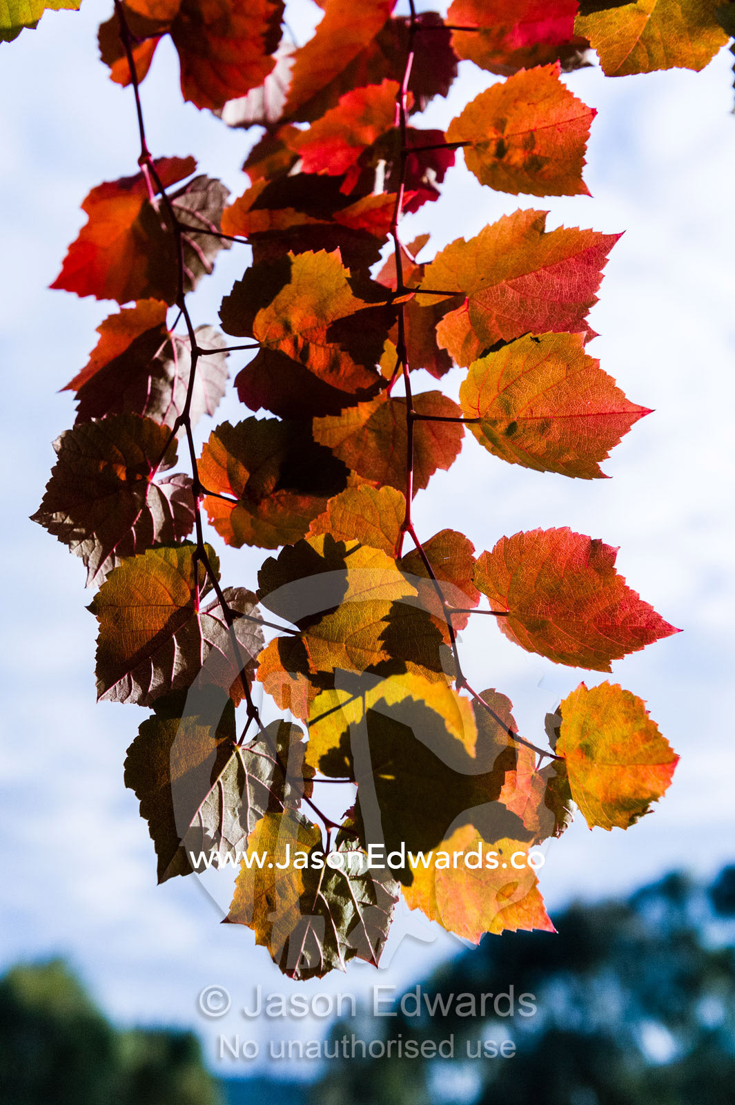 The autumn leaves of an ornamental grape vine hanging from a verandah. Euroa, Strathbogie, Victoria, Australia.