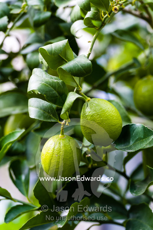 A pair of green lemons hanging from a branch in a garden. Euroa Butter and Ice Factory, Euroa, Strathbogie, Victoria, Australia.