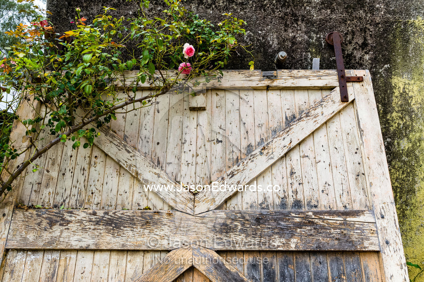 A rose climbing over an antique roller door in a garden. Euroa Butter and Ice Factory, Euroa, Strathbogie, Victoria, Australia.