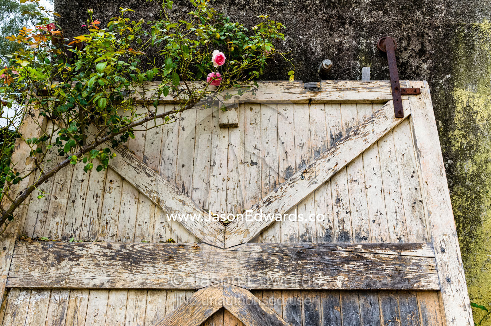 A rose climbing over an antique roller door in a garden. Euroa Butter and Ice Factory, Euroa, Strathbogie, Victoria, Australia.