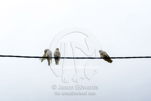 A trio of Short-billed Corella perched on an electricity cable. Coolum Beach, Queensland, Australia.