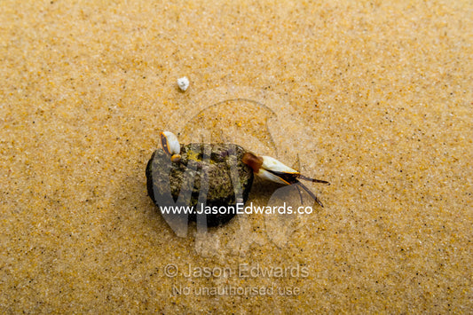 A Bivalve mollusc attached to rock washed ashore on a Queensland beach. Yaroomba Beach, Queensland, Australia.